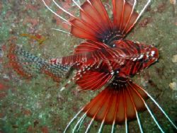 Lionfish hovering around Dibba Rock, Fujairah, UAE. Canno... by Peter Fields 